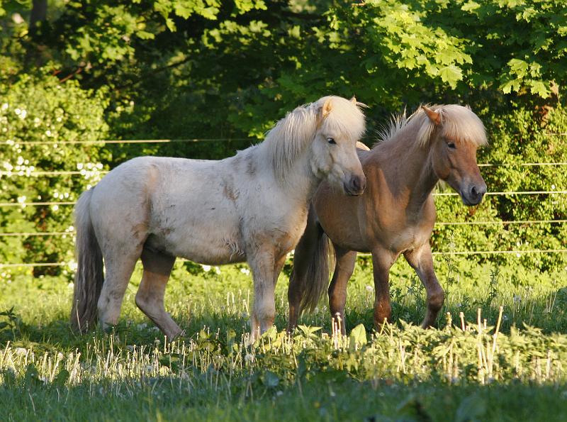 Valur und Gloi spielen i.jpg